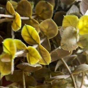 Meet your Posher, Patty